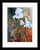 Lily Wilt, 2017 by jocasta shakespeare