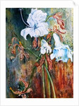 Lily Wilt, 2017 by jocasta shakespeare