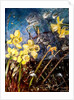 wild daffodils, 2018 by jocasta shakespeare