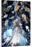 fish spawning, 2018 by jocasta shakespeare