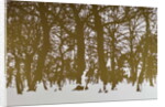 Trees of life, 2017 by Angus Hampel
