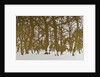 Trees of life, 2017 by Angus Hampel