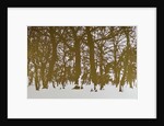 Trees of life, 2017 by Angus Hampel