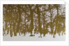 Trees of life, 2017 by Angus Hampel