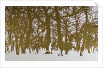 Trees of life, 2017 by Angus Hampel