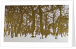 Trees of life, 2017 by Angus Hampel