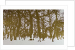Trees of life, 2017 by Angus Hampel