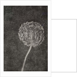 Watchmaker, 2017 by Angus Hampel