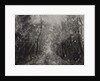 Hallelujah II, 2017 by Angus Hampel