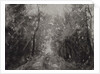 Hallelujah II, 2017 by Angus Hampel