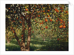 Silence under the oranges II, 2012 by Angus Hampel