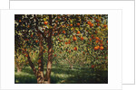 Silence under the oranges II, 2012 by Angus Hampel