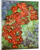 Cornish flowers, 2014 by Cosima Duggal