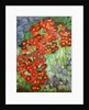 Cornish flowers, 2014 by Cosima Duggal