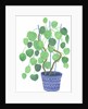 Pilea plant, 2017 by Elizabeth Rider