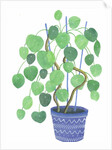 Pilea plant, 2017 by Elizabeth Rider
