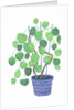 Pilea plant, 2017 by Elizabeth Rider