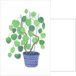 Pilea plant, 2017 by Elizabeth Rider