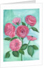 Pink Roses, 2017 by Elizabeth Rider