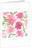 Peonies, 2018 by Elizabeth Rider