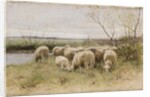 Sheep by Francois Pieter ter Meulen