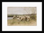Sheep by Francois Pieter ter Meulen