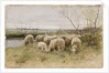 Sheep by Francois Pieter ter Meulen