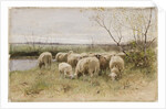 Sheep by Francois Pieter ter Meulen