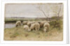 Sheep by Francois Pieter ter Meulen