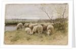 Sheep by Francois Pieter ter Meulen