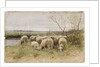 Sheep by Francois Pieter ter Meulen