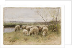 Sheep by Francois Pieter ter Meulen
