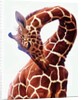 Giraffe, Sarara, 2017 by Eric Meyer