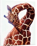 Giraffe, Sarara, 2017 by Eric Meyer
