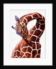Giraffe, Sarara, 2017 by Eric Meyer