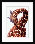 Giraffe, Sarara, 2017 by Eric Meyer
