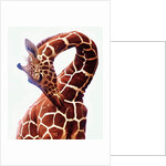 Giraffe, Sarara, 2017 by Eric Meyer