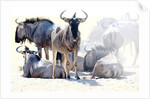 Wildebeest, Etosha, 2017 by Eric Meyer