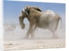 Bull Elephant, Etosha, 2018 by Eric Meyer