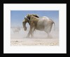 Bull Elephant, Etosha, 2018 by Eric Meyer
