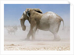 Bull Elephant, Etosha, 2018 by Eric Meyer