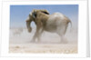 Bull Elephant, Etosha, 2018 by Eric Meyer