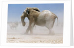 Bull Elephant, Etosha, 2018 by Eric Meyer