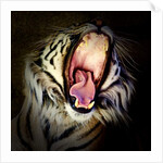 Tiger Teeth, 2017 by Eric Meyer