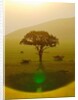 Paradise after the rain, Chyulu Hills, 2018 by Anonymous