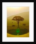 Paradise after the rain, Chyulu Hills, 2018 by Anonymous