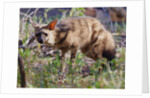 Aardwolf, Kenya, 2018 photograph by Eric Meyer