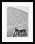 Zebra, Chyulus, 2018 photograph) by Eric Meyer