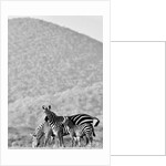 Zebra, Chyulus, 2018 photograph) by Eric Meyer