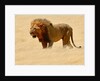 Warrior, Etosha, 2018 by Eric Meyer